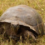 Galapagos Wildlife