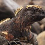 Galapagos Wildlife