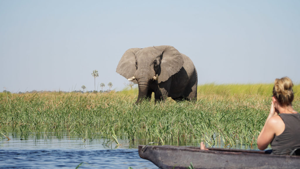 elephant at okavango delta safari