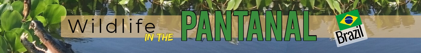 brazil_pantanal