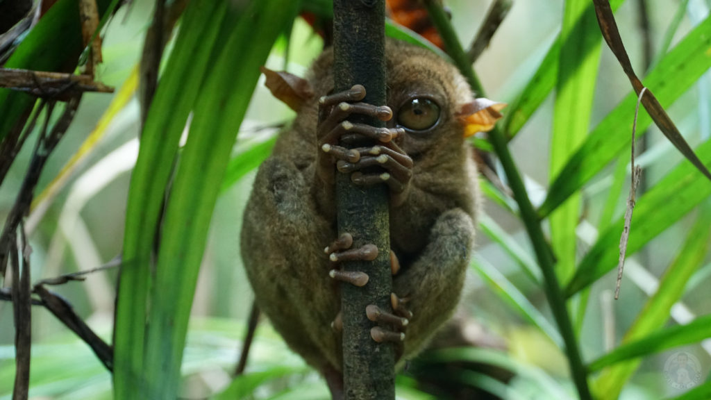 tarsier