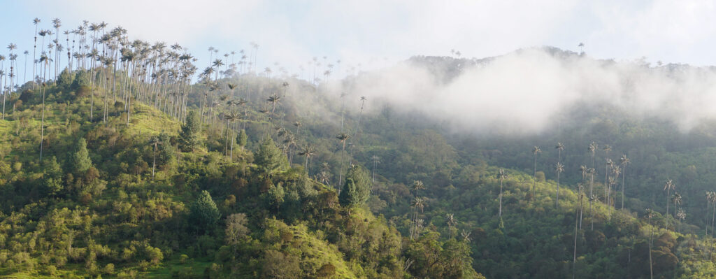 Valle de Cocora